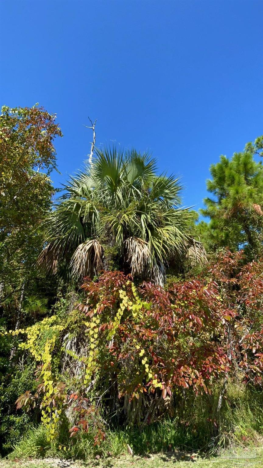 0 Cape San Blas Road Port St. Joe, FL 32456 - Photo 31 of 34 a view of a bunch of trees and bushes