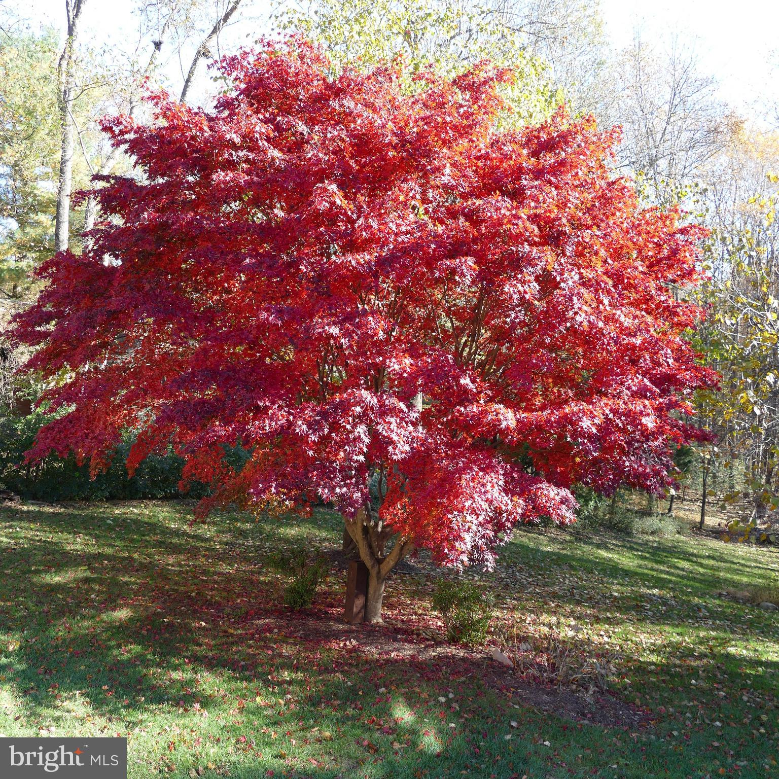 413 Seneca Road Great Falls, VA 22066 - Photo 45 of 45 Gallery Image 45