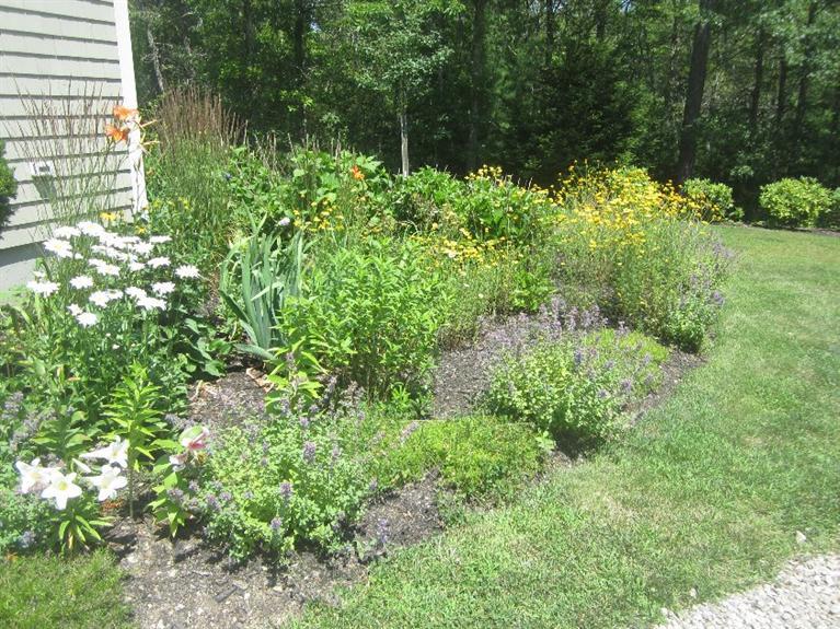 5 Cotuit Road Sandwich, MA 02563 - Photo 4 of 34 a plant view in yard