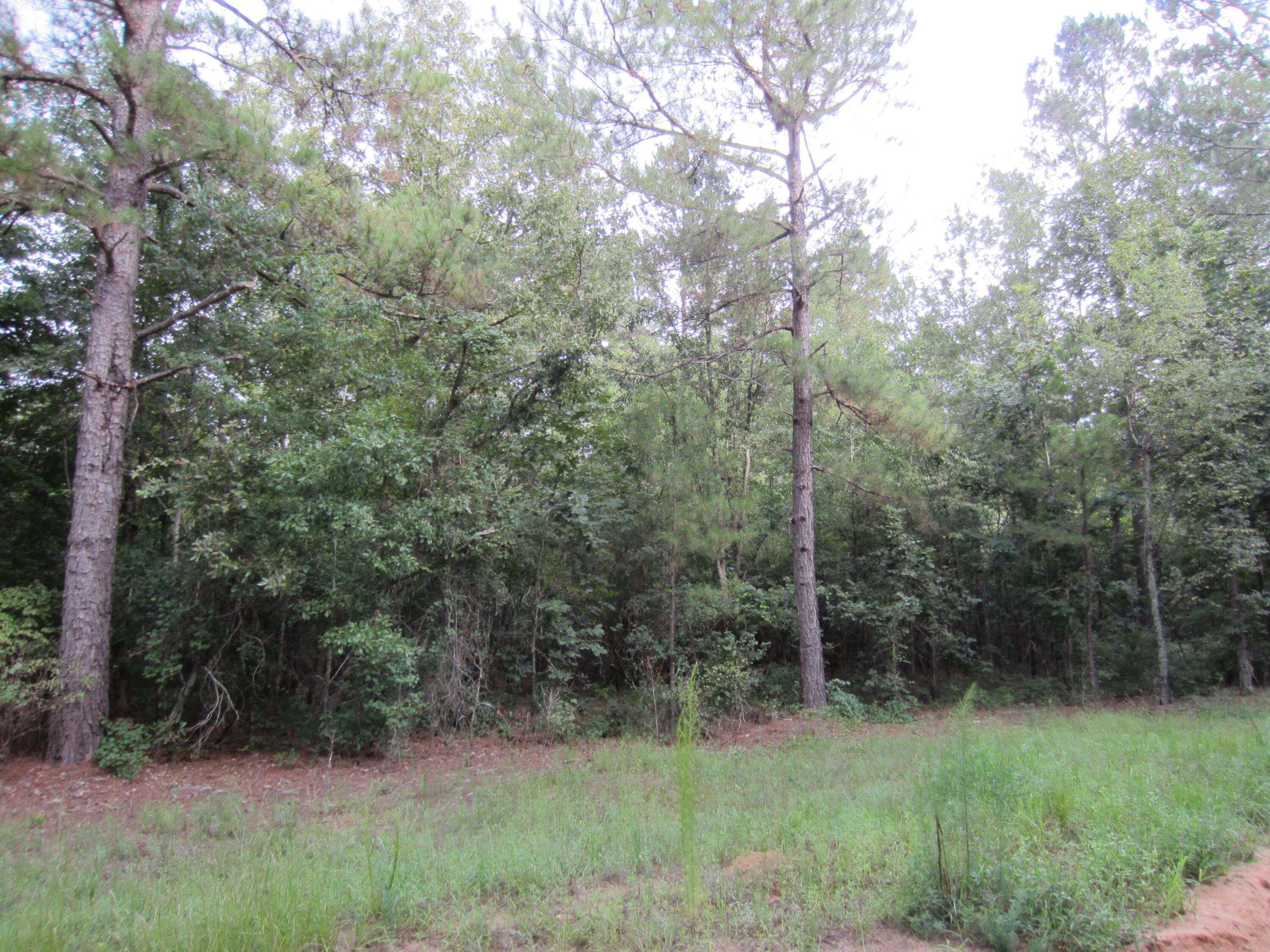 0 Bluffwood Road, Unit LOT 9 & 10 Wagener, SC 29164 - Photo 2 of 6