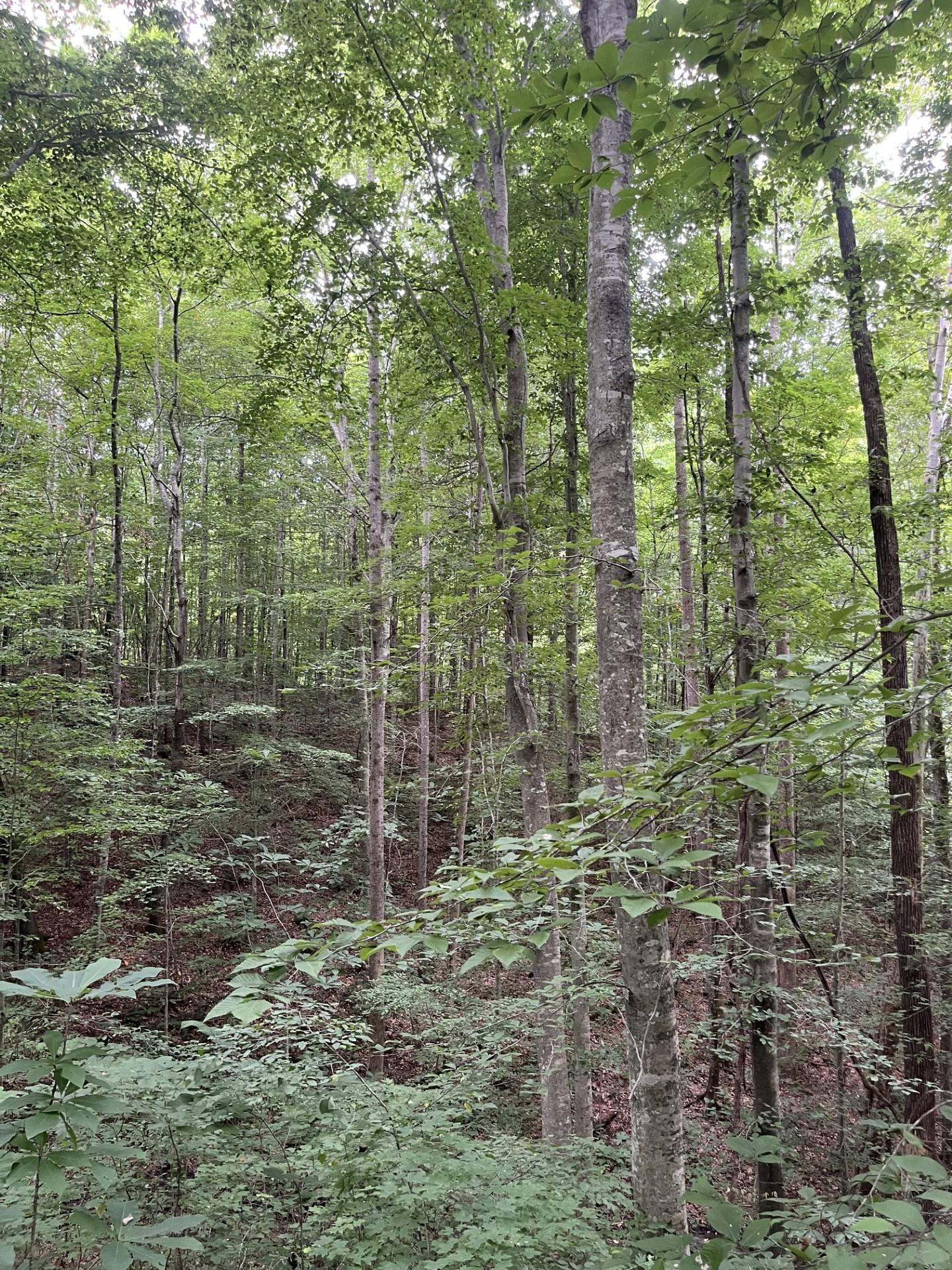 899 East L Smith Road Monroe, TN 38573 - Photo 14 of 18
