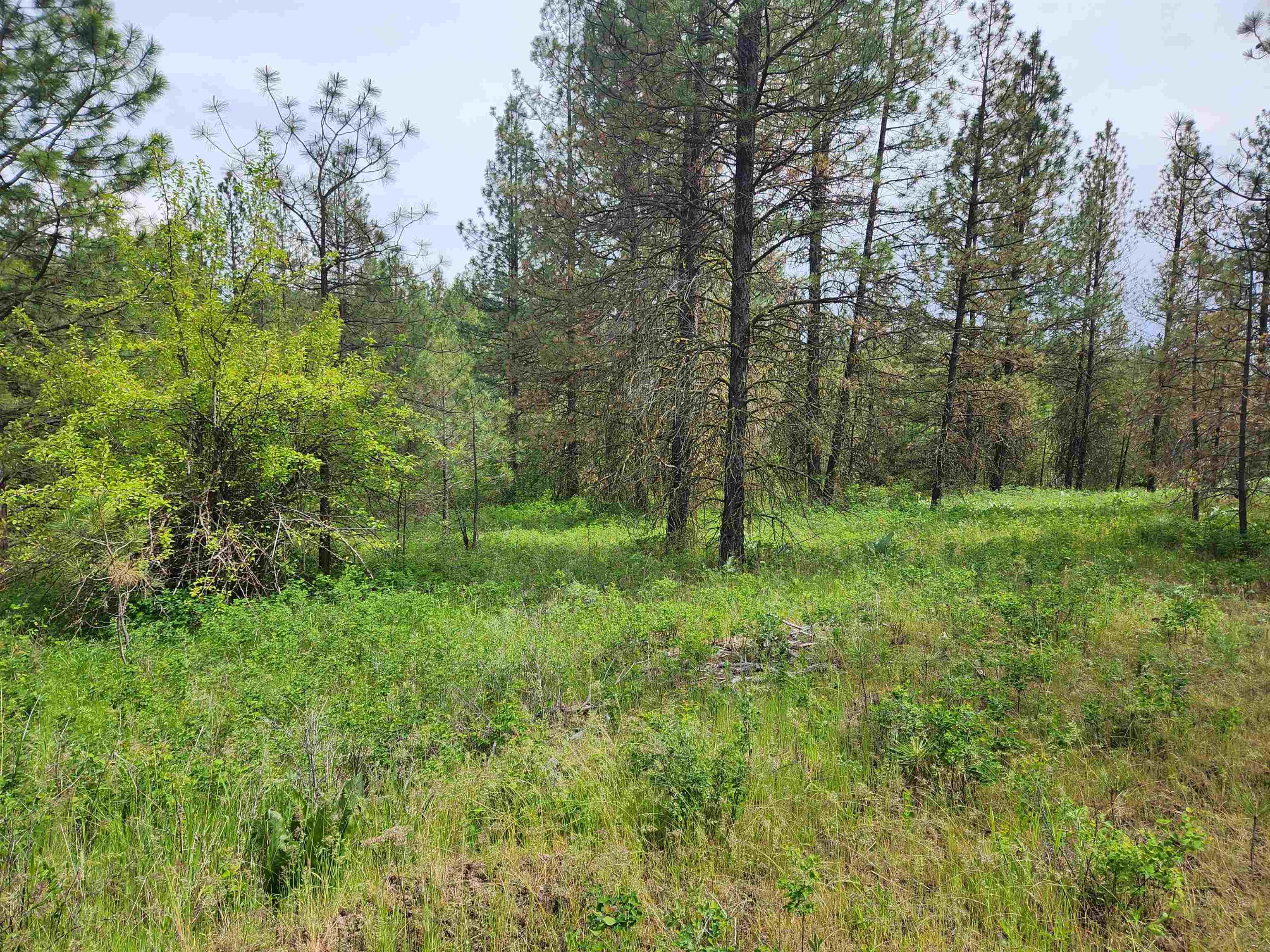 6269 Miller Mountain Road Fruitland, WA 99129 - Photo 5 of 10