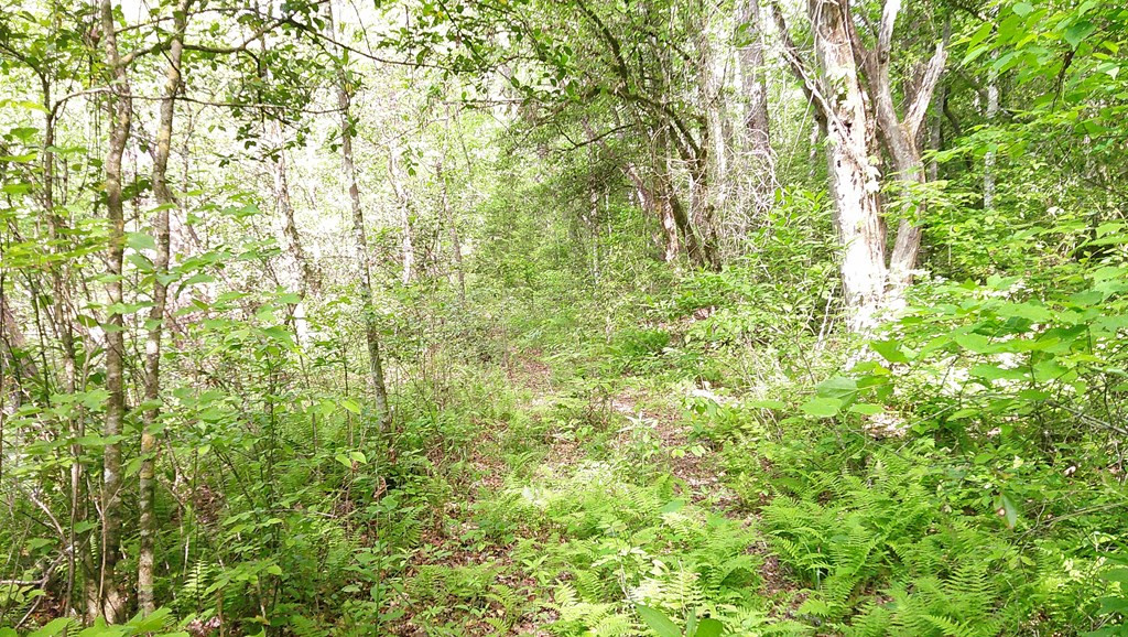 Lot 9 Mcdonald Road Murphy, NC 28906 - Photo 7 of 12
