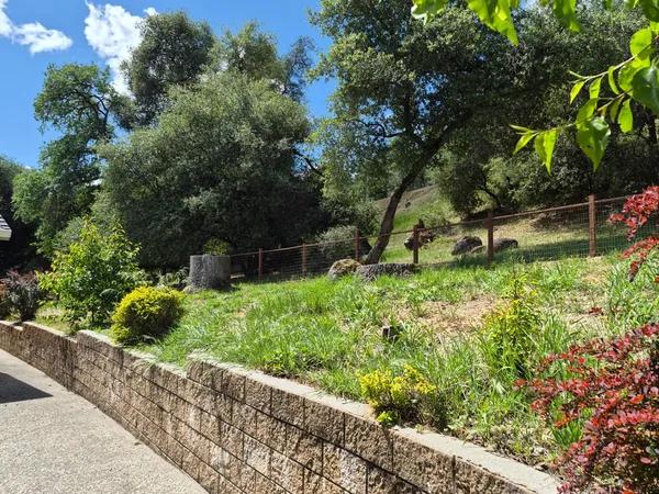 a view of a garden with plants