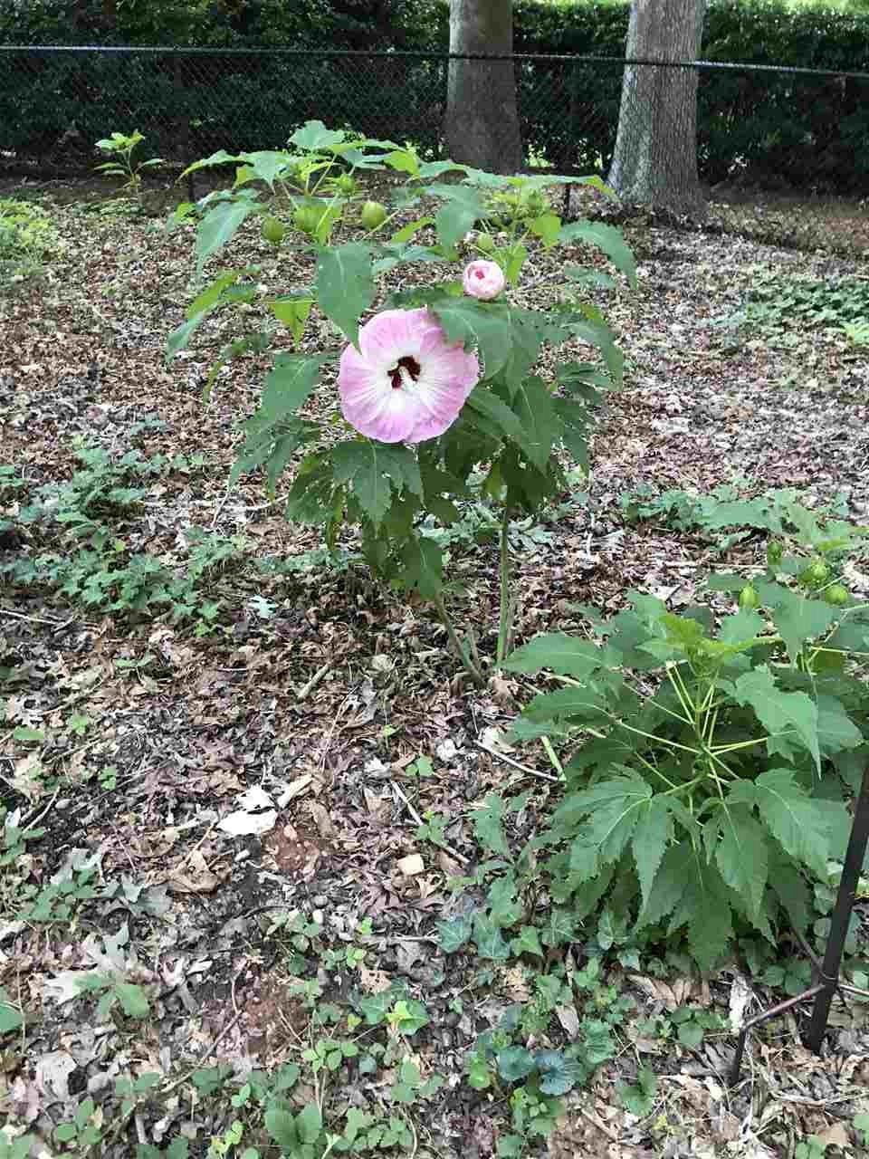 7017 Cedar Bend Court Raleigh, NC 27612 - Photo 6 of 30 flower