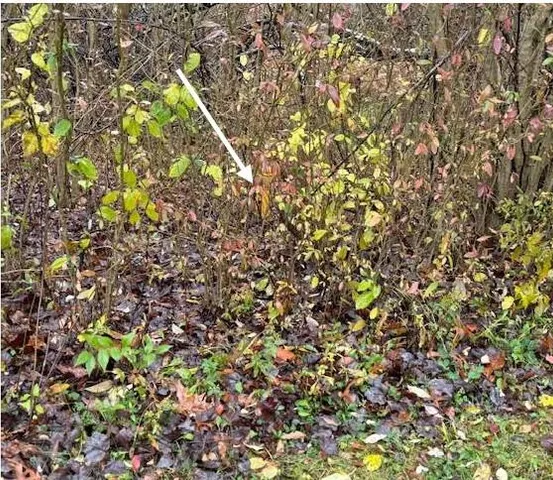 a bird view of a house