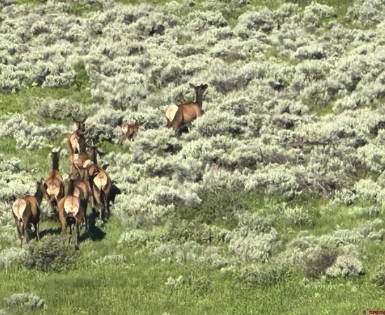 a view of a big yard