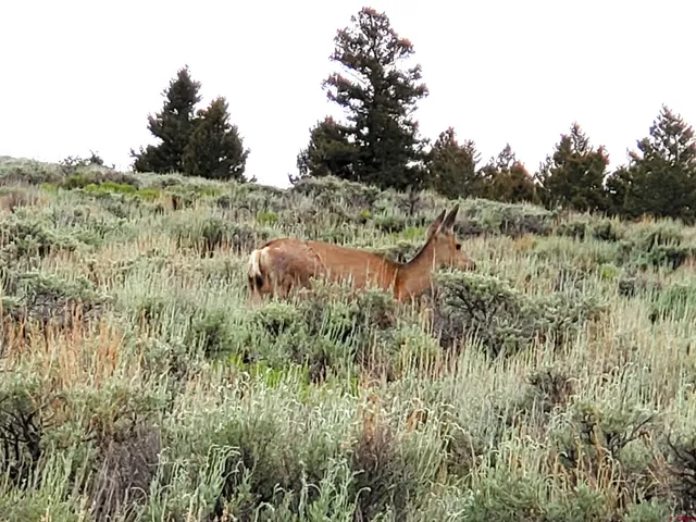 a view of a lush green forest with lots of trees