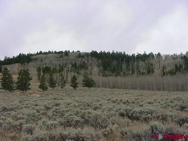a view of a dry yard with trees in the background
