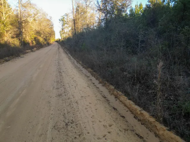 a view of a dry yard with trees