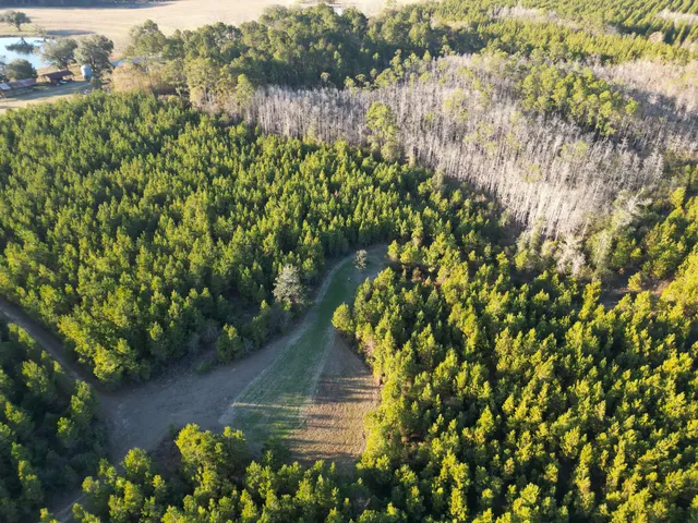 a view of a yard with plants and a bench