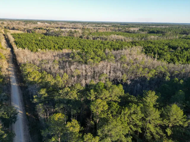 a view of a city with lush green forest
