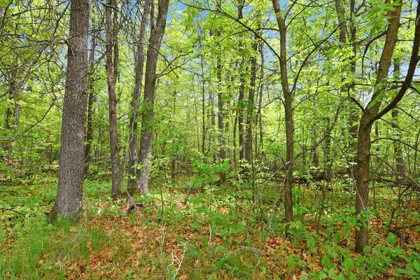 $150,000 | Xxx Maplewood Drive, Brainerd, MN 56401