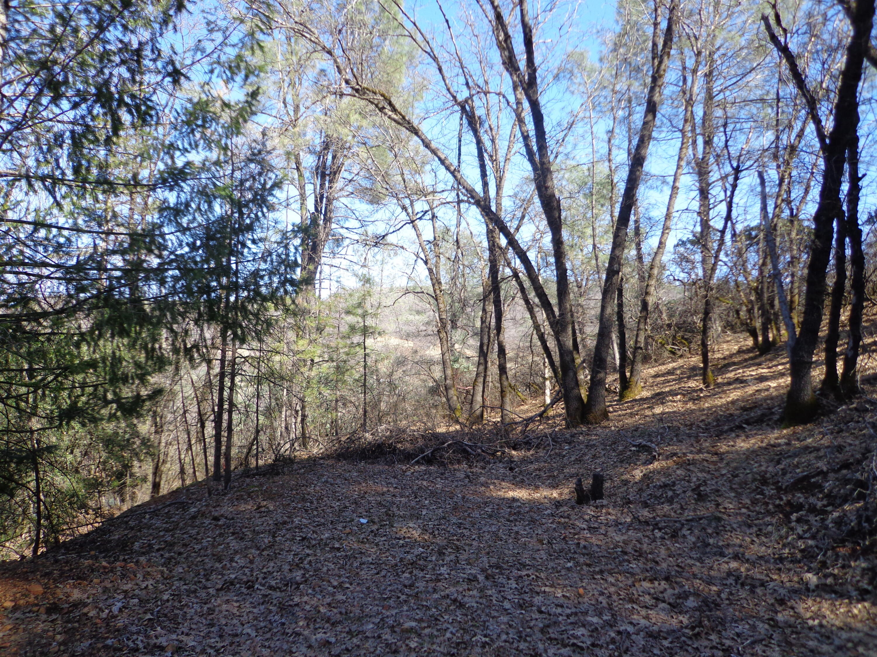 Fawn Road Lakehead, CA 96051 - Photo 13 of 16 a view of backyard with large trees