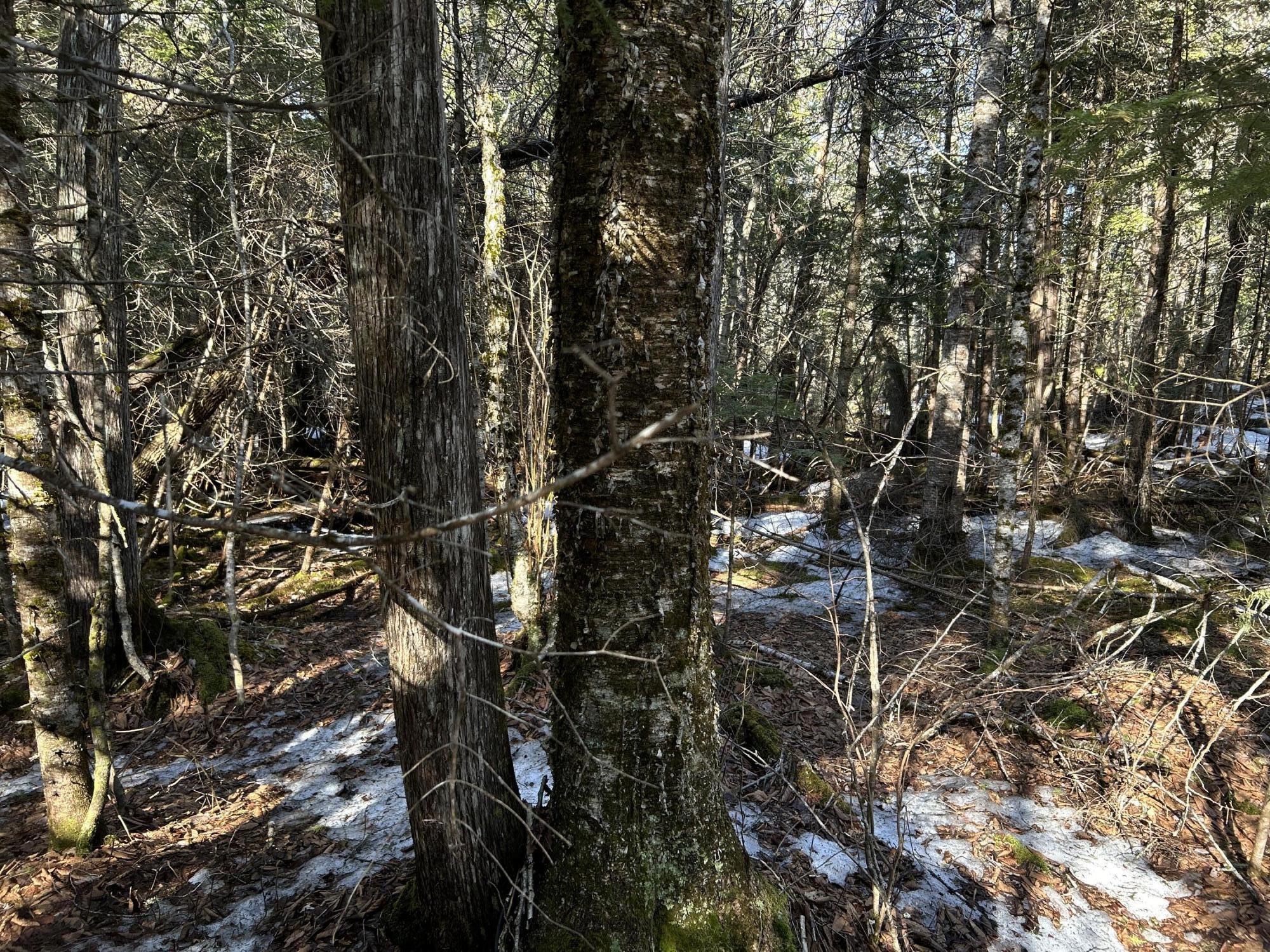 Map5-lot1 Silvers Mills Road Sangerville, ME 04479 - Photo 30 of 33