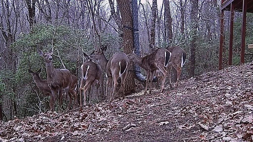 137 Ascherman Court Blue Ridge, GA 30513 - Photo 38 of 38