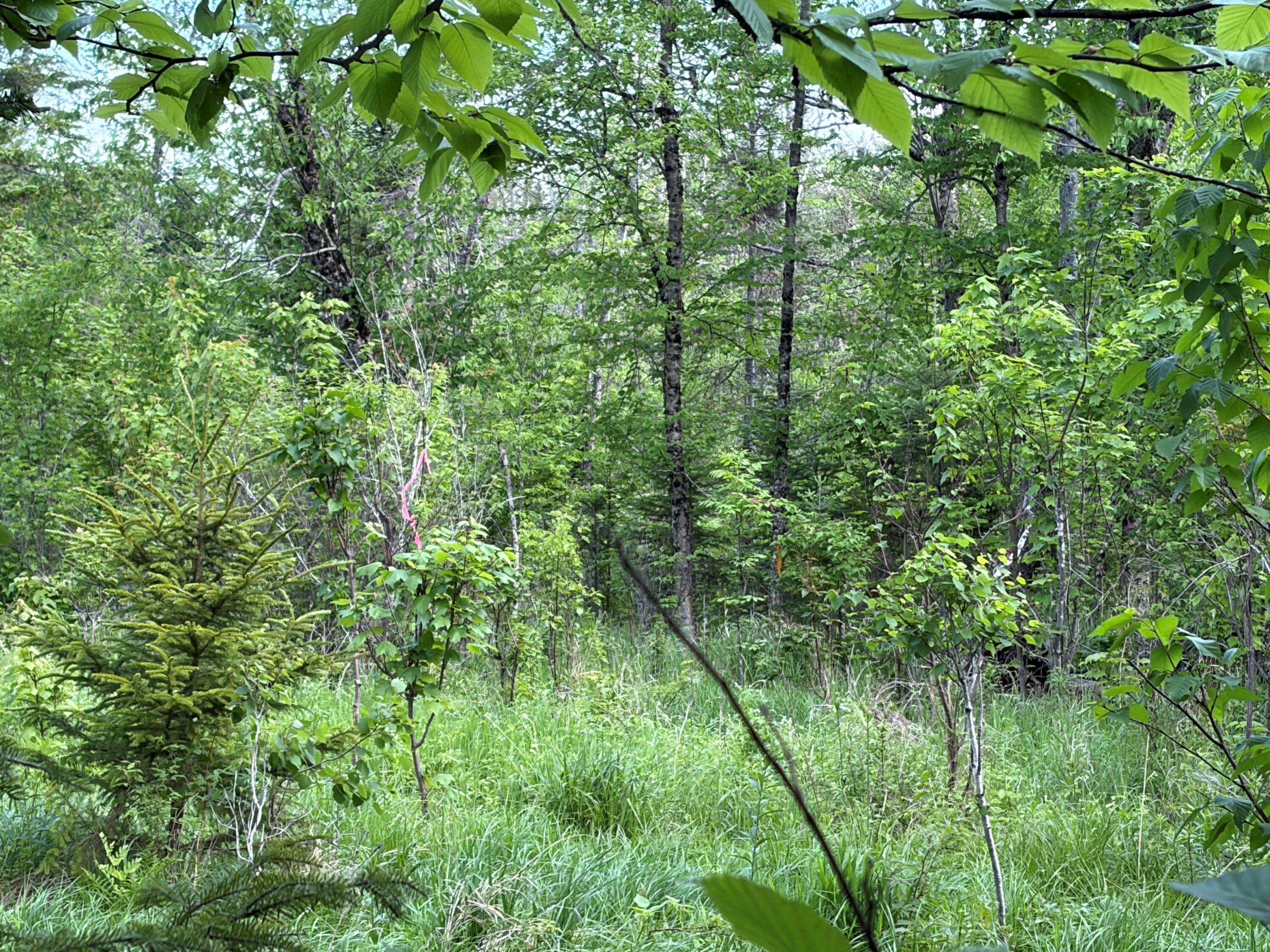 339 Long Pond Road Jackman, ME 04945 - Photo 26 of 30