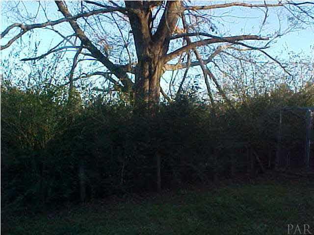 848 Nowak Road Cantonment, FL 32533 - Photo 2 of 5 Lots of trees on property