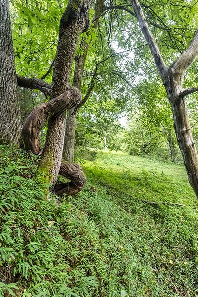 214 County Road 67 Riceville, TN 37370 - Photo 44 of 85 ri37
