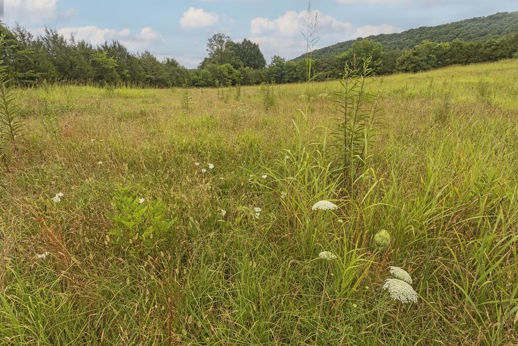 214 County Road 67 Riceville, TN 37370 - Photo 61 of 85 ri54