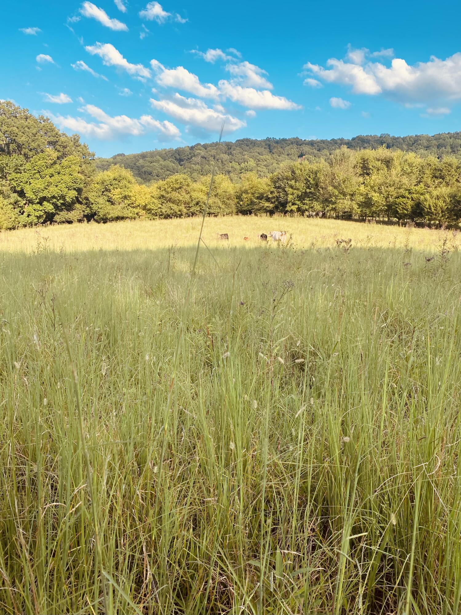 214 County Road 67 Riceville, TN 37370 - Photo 83 of 85 Riceville 14