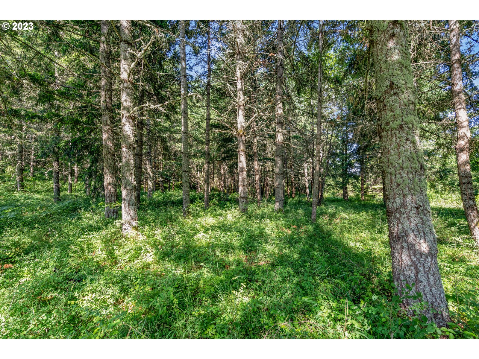 Ramsby Road Molalla, OR 97038 - Photo 7 of 11 Gallery Image 7