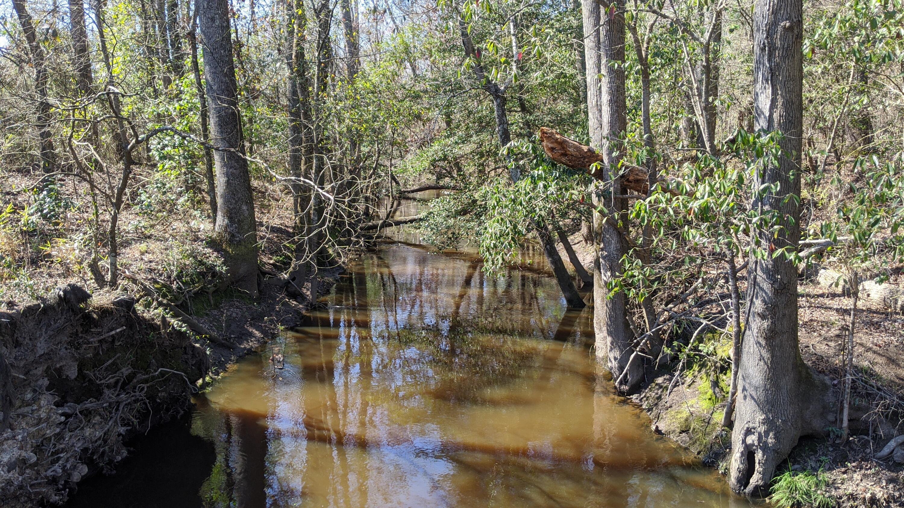 449 Gum Swamp Road Latta, SC 29565 - Photo 12 of 18 Creek 2