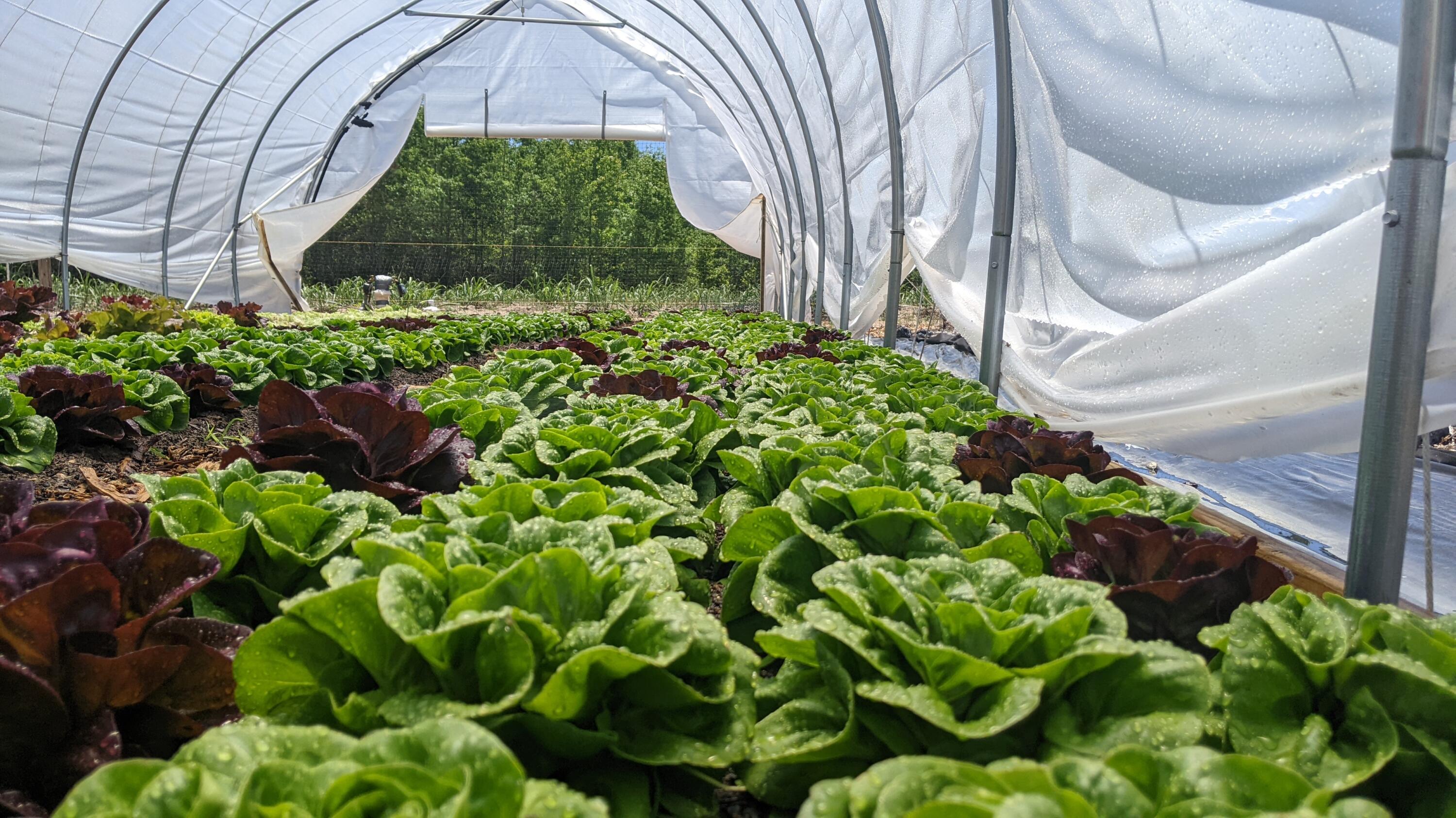 449 Gum Swamp Road Latta, SC 29565 - Photo 16 of 18 Hoop House greens 2 (1)
