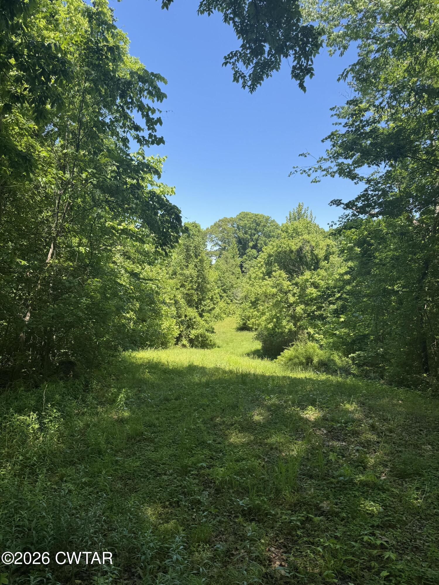 0 Rambo Road Dyersburg, TN 38024 - Photo 3 of 5 a view of a green field with lots of bushes