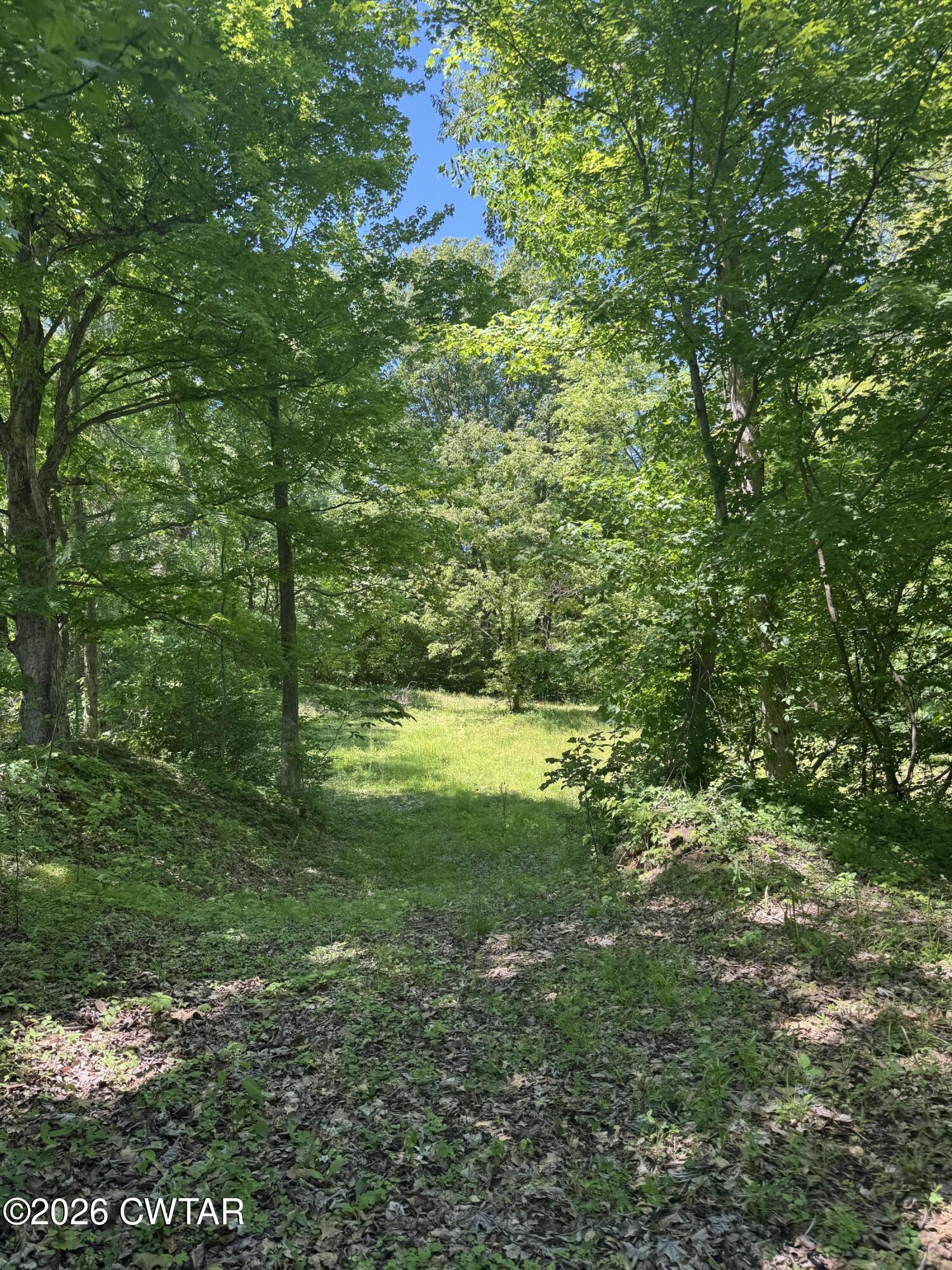 0 Rambo Road Dyersburg, TN 38024 - Photo 4 of 5 a view of a yard with a tree