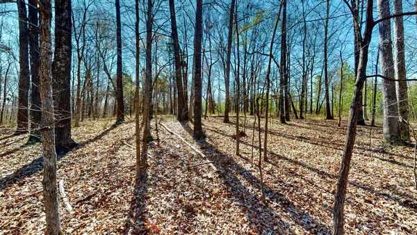 a view of a backyard with trees