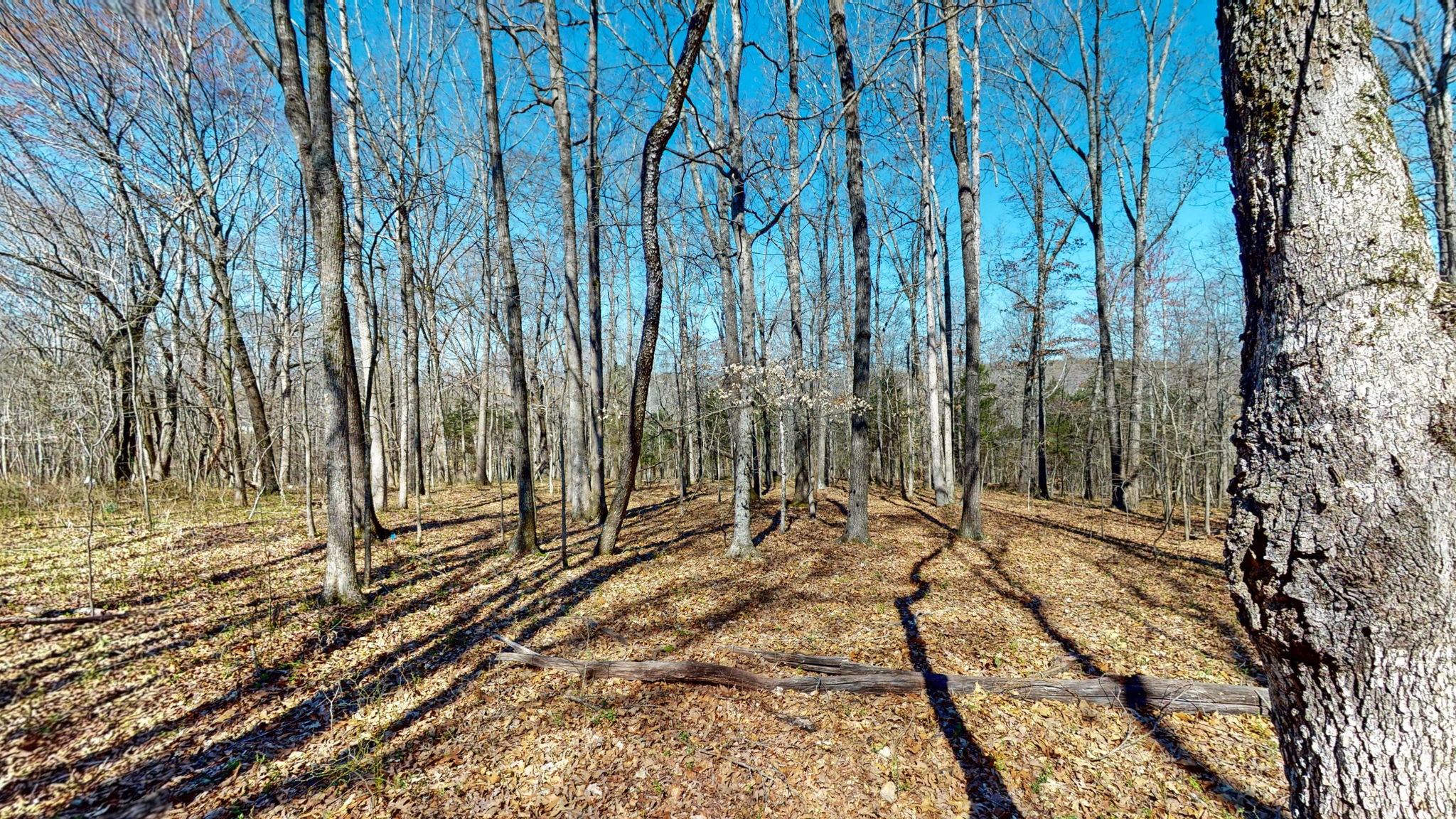 1461 Southside Road Southside, TN 37171 - Photo 15 of 28 a view of a backyard of the house