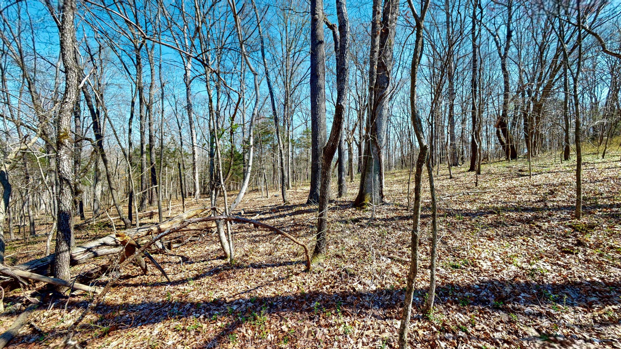 1461 Southside Road Southside, TN 37171 - Photo 16 of 28 a view of a backyard of the house