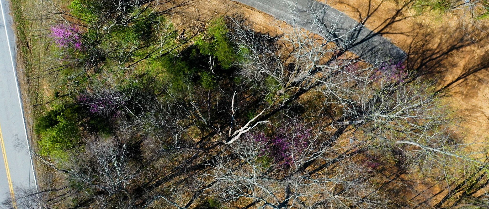 1461 Southside Road Southside, TN 37171 - Photo 28 of 28 a view of a tree in a garden
