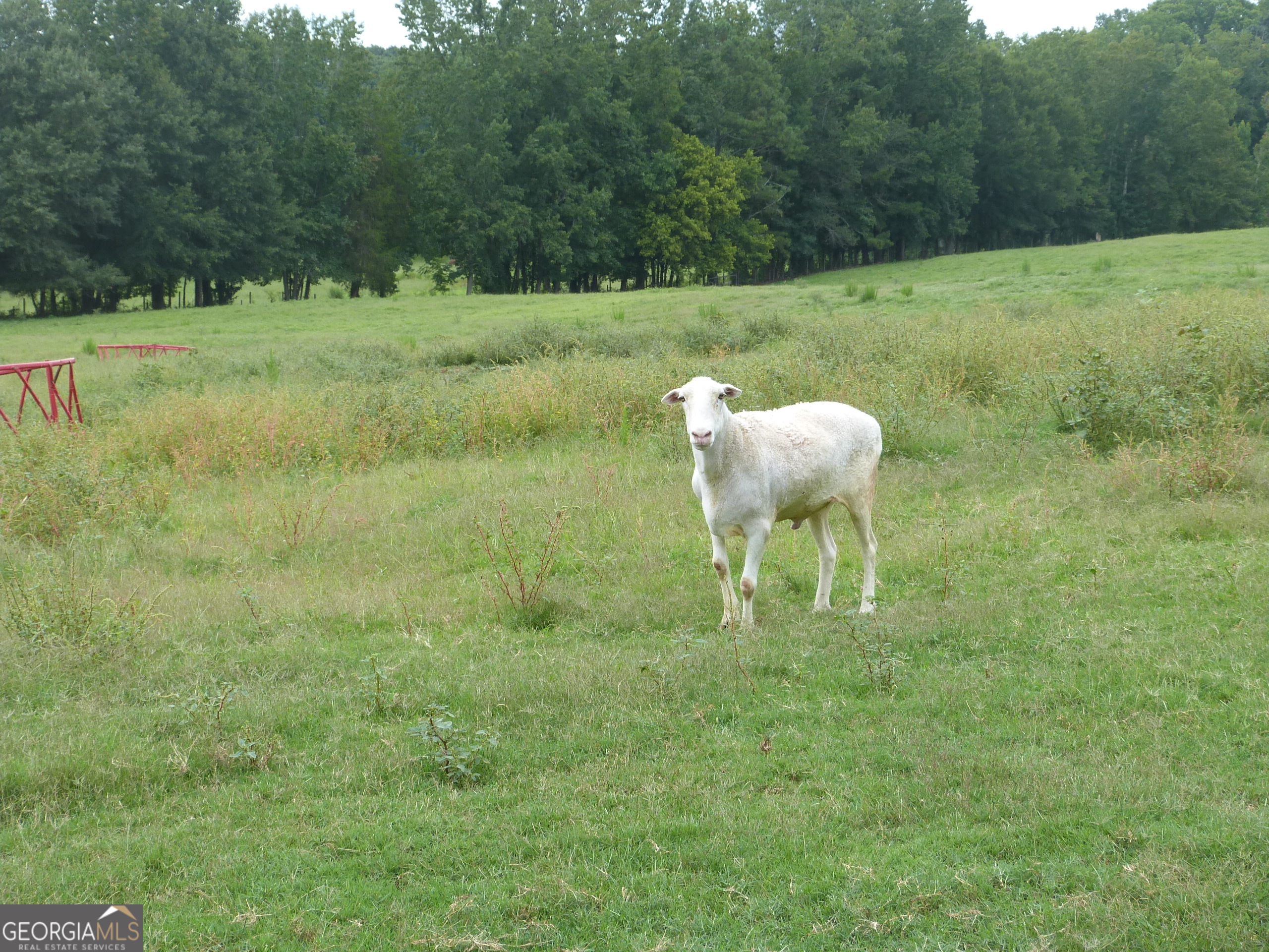 1650-1620 Locklin Cemetery Road Monroe, GA 30655 - Photo 24 of 68