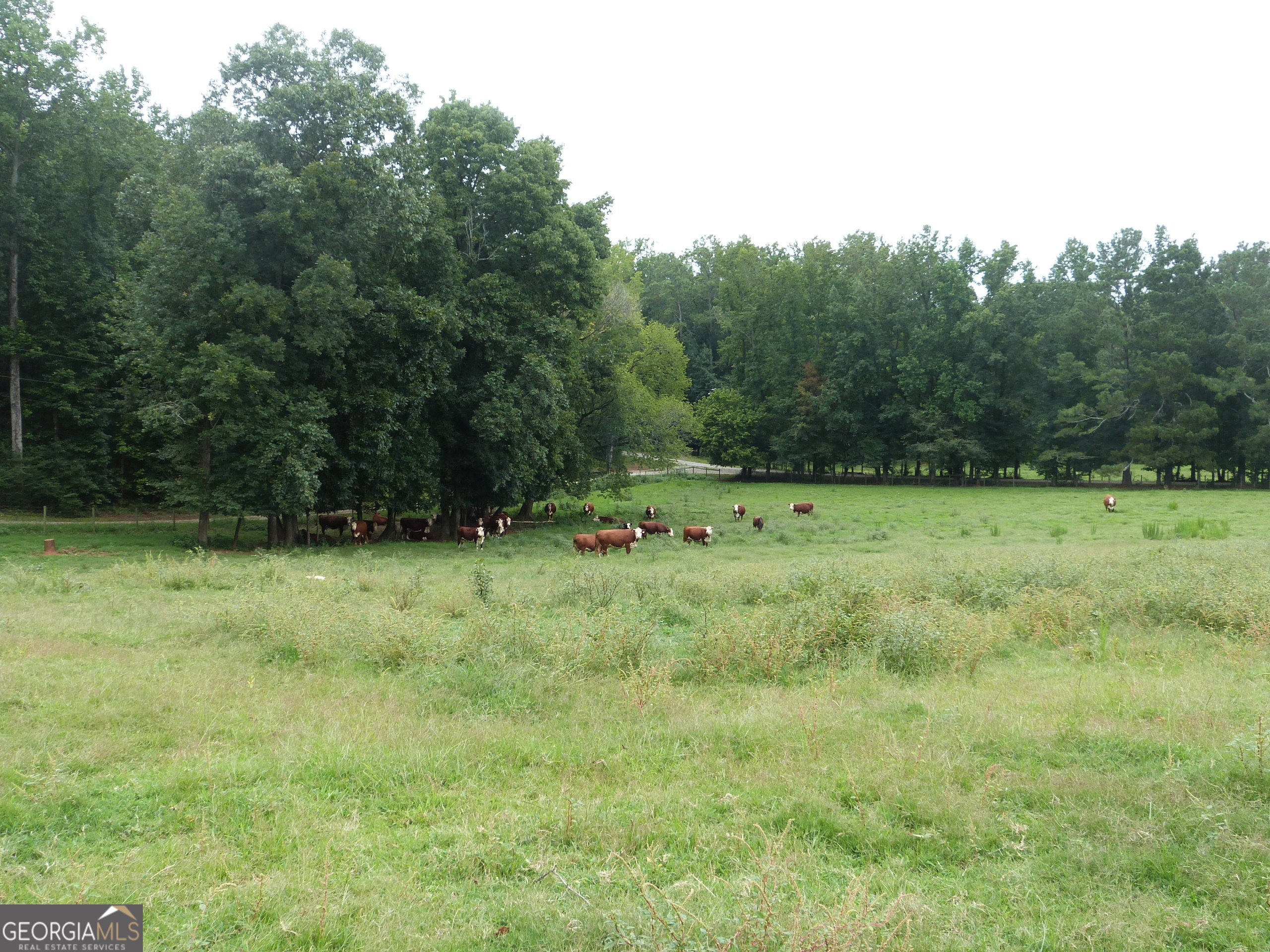 1650-1620 Locklin Cemetery Road Monroe, GA 30655 - Photo 25 of 68