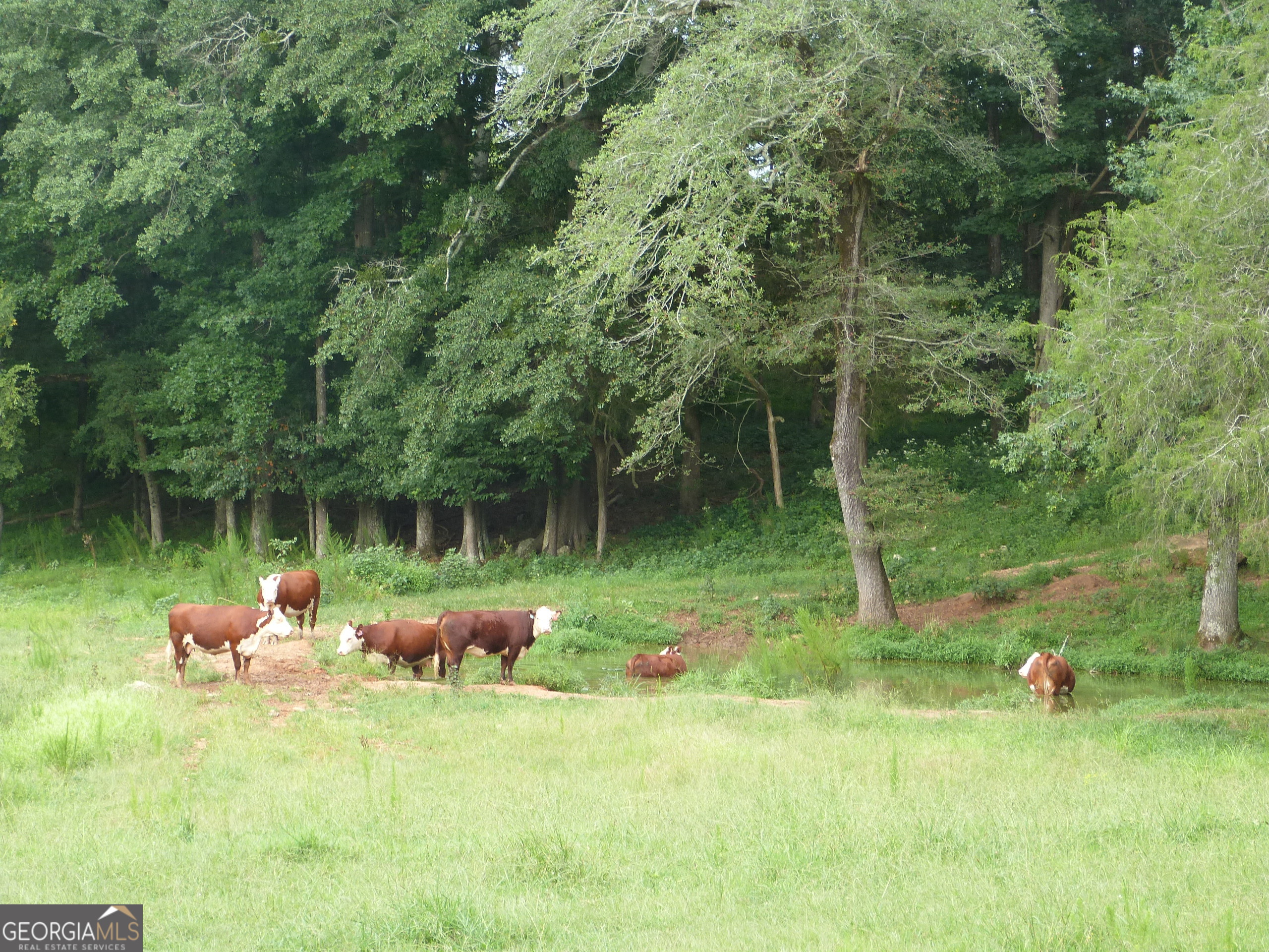 1650-1620 Locklin Cemetery Road Monroe, GA 30655 - Photo 31 of 66