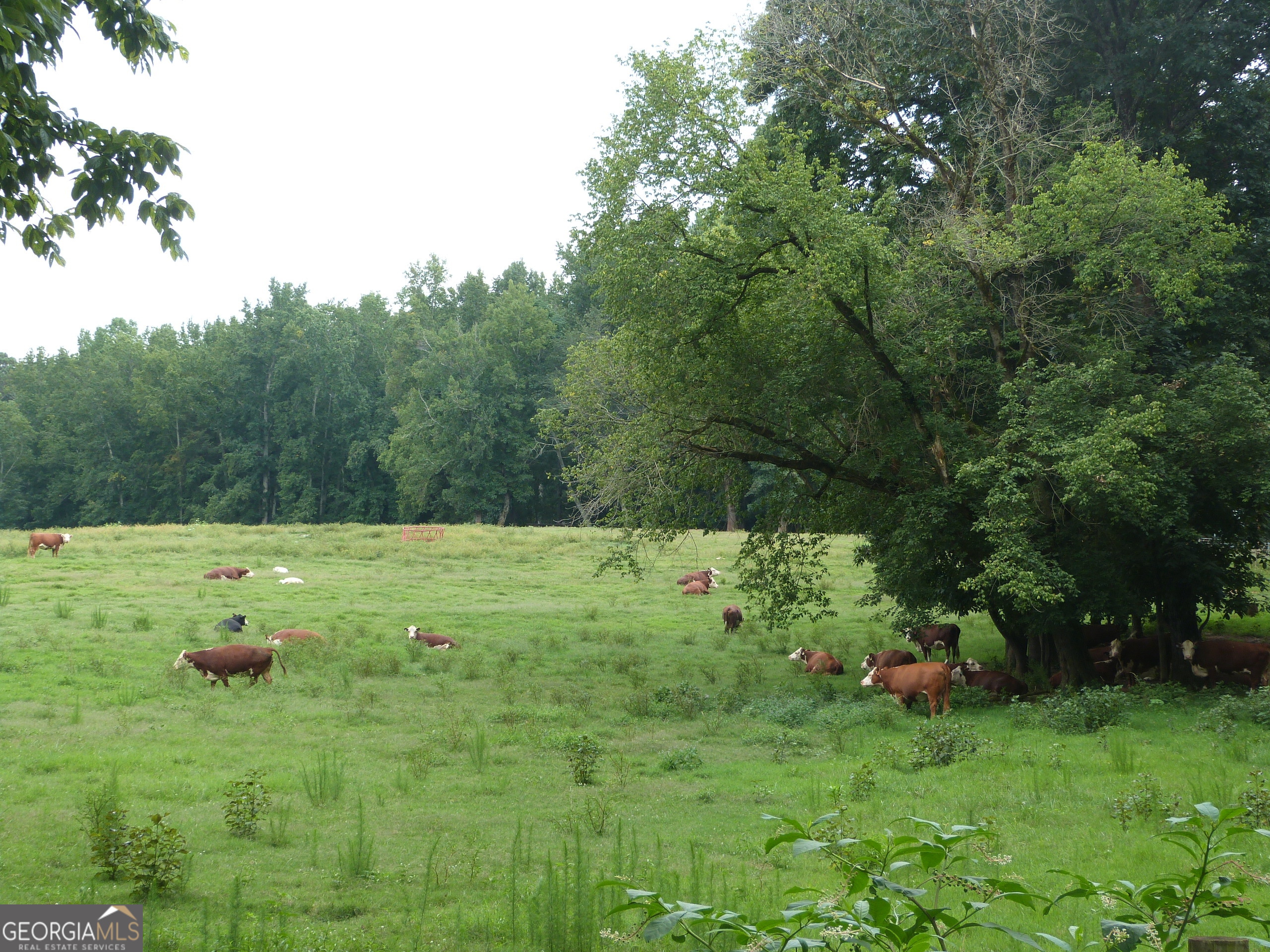 1650-1620 Locklin Cemetery Road Monroe, GA 30655 - Photo 32 of 68
