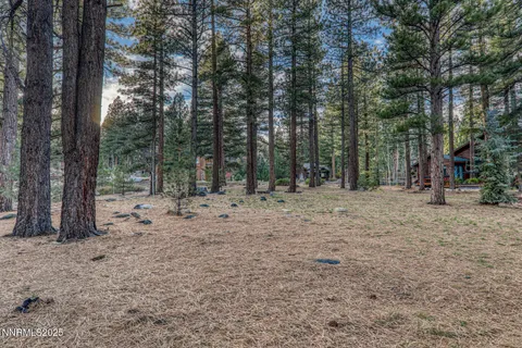 a view of a forest with trees in the background