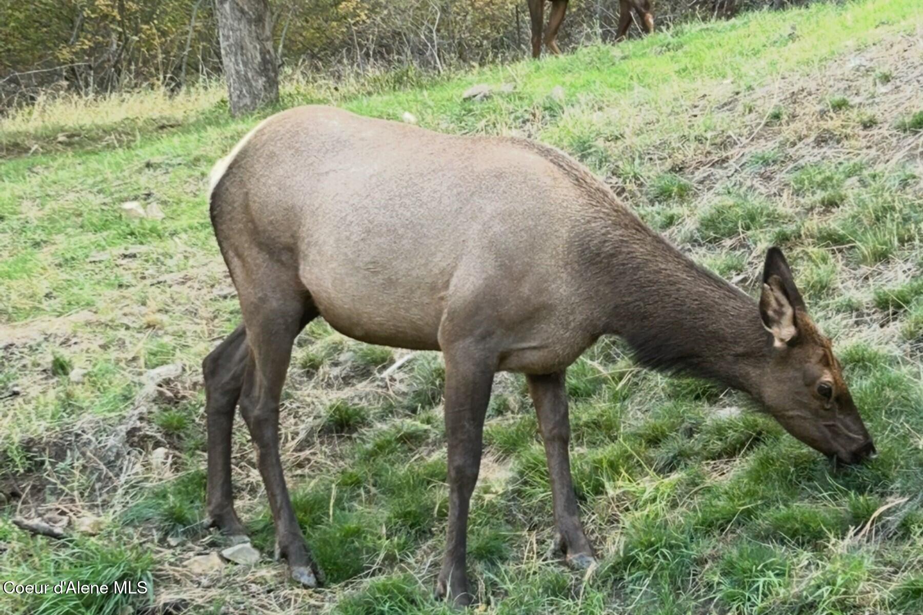 2406 South Silver Beach Road Coeur D'Alene, ID 83814 - Photo 42 of 43 Friendly neighbors