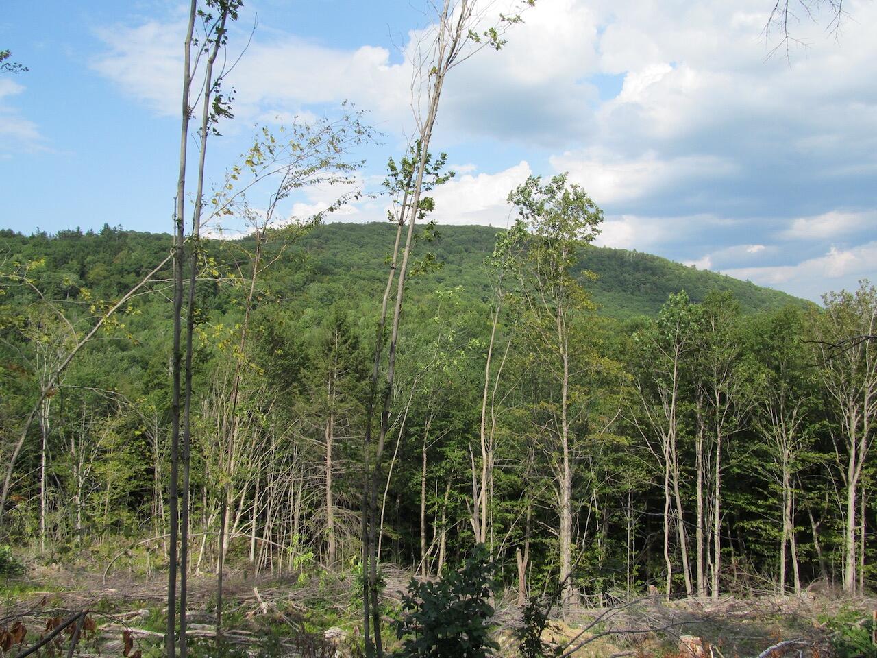 6.61 Mountain Road Buckfield, ME 04220 - Photo 18 of 19 IMG_0838