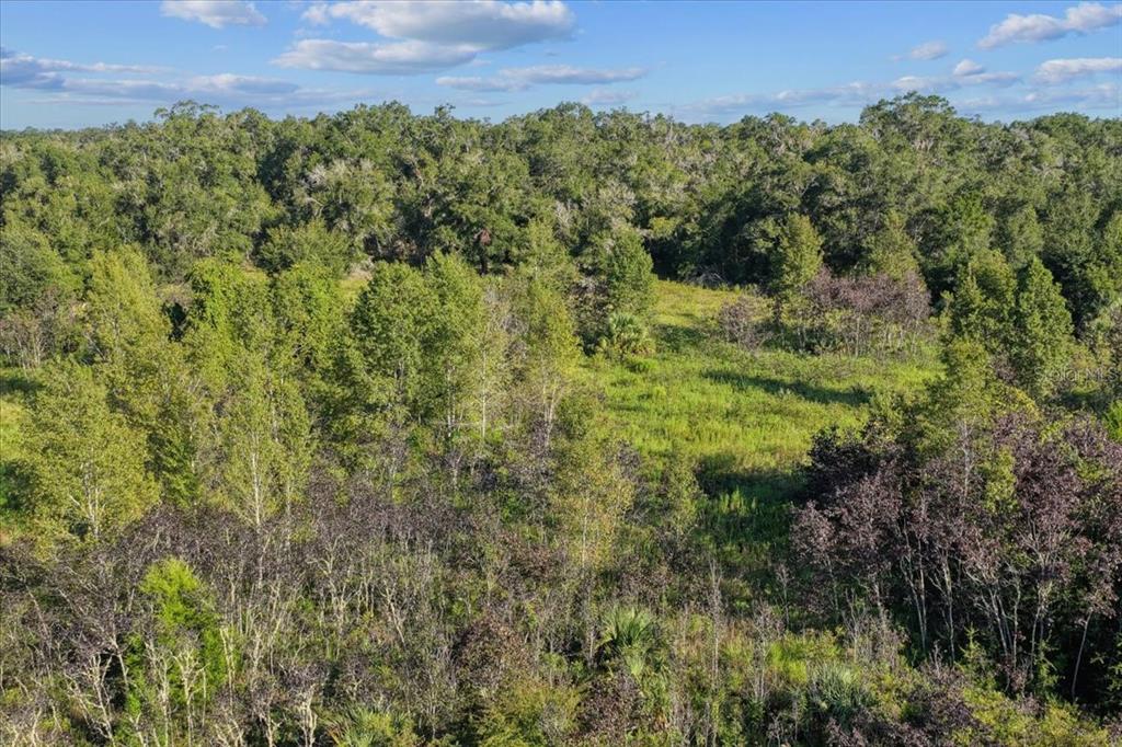 Ne Highway Bronson, FL 32621 - Photo 18 of 28 a view of a bunch of trees and bushes