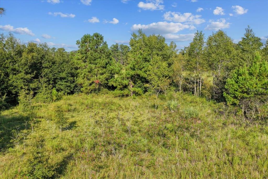 Ne Highway Bronson, FL 32621 - Photo 20 of 28