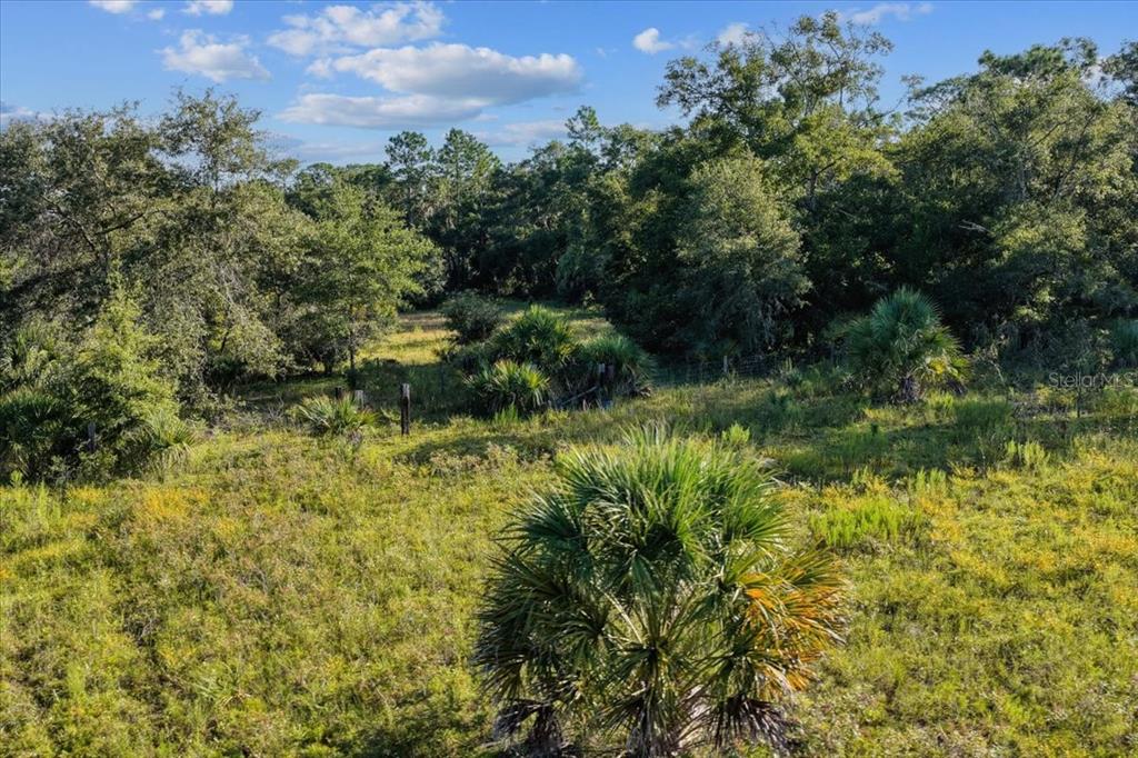 Ne Highway Bronson, FL 32621 - Photo 21 of 28 a view of a garden with plants and large trees