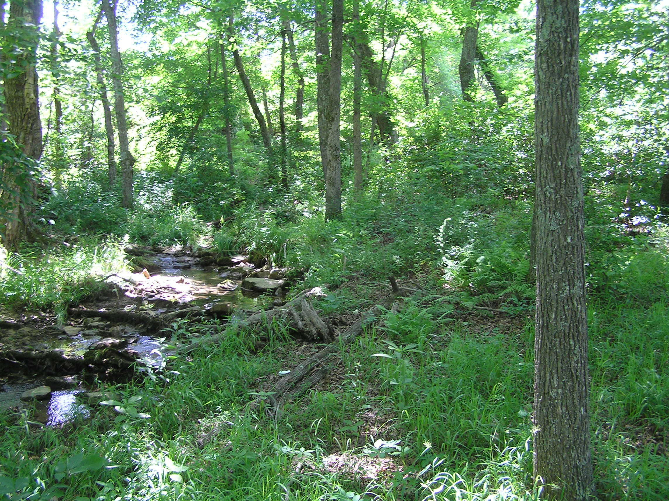 1144 Brockdell Road Spencer, TN 38585 - Photo 23 of 44 Brockdell 15 acres 018