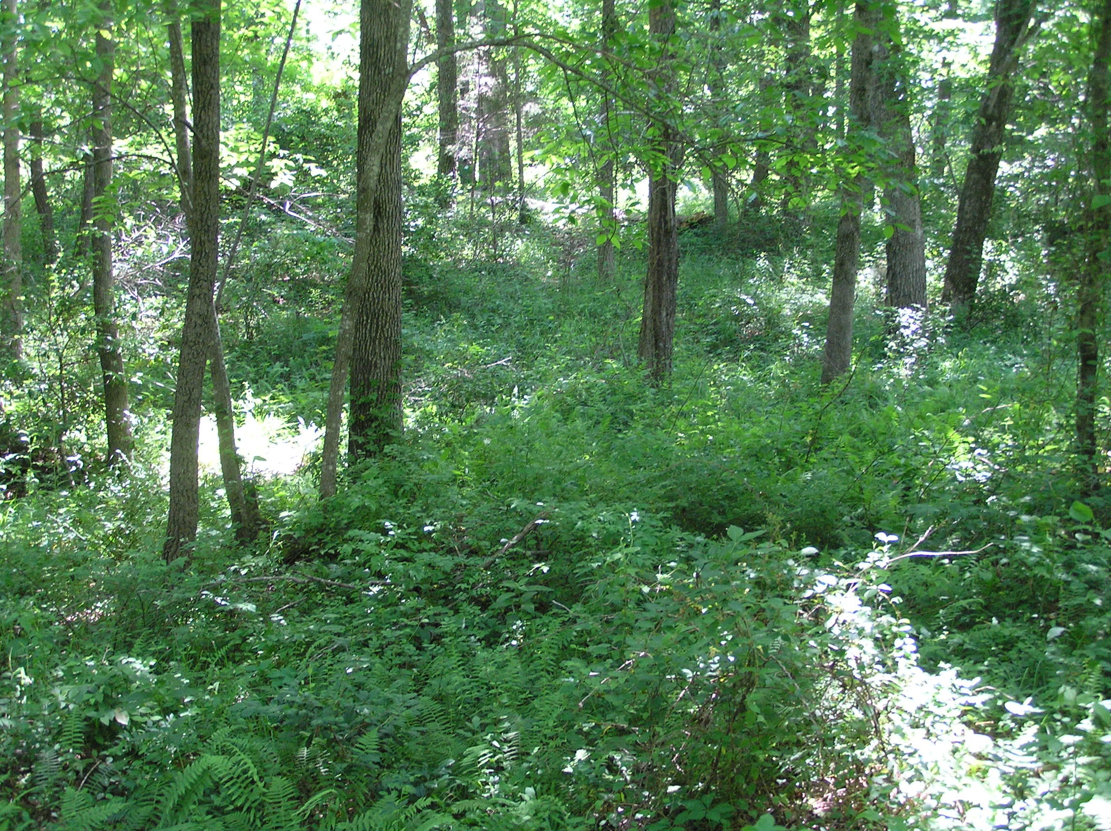 1144 Brockdell Road Spencer, TN 38585 - Photo 33 of 44 Brockdell 15 acres 034