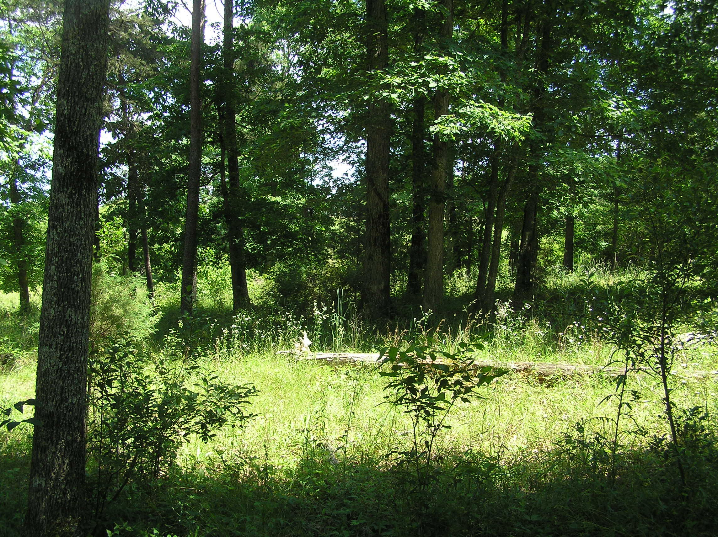 1144 Brockdell Road Spencer, TN 38585 - Photo 34 of 44 Brockdell 15 acres 035