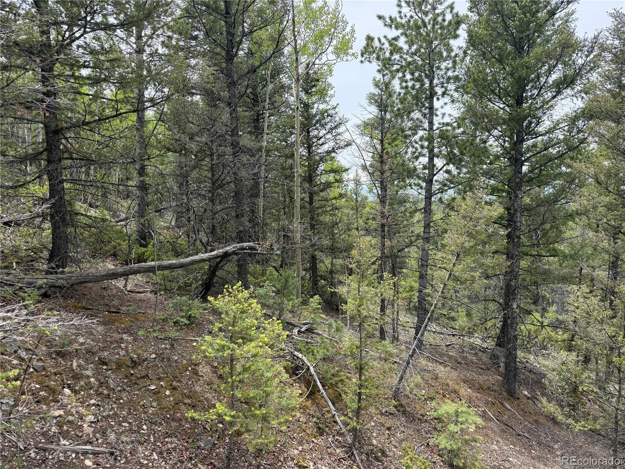6795 Starkweather Road San Luis, CO 81152 - Photo 4 of 23 a view of a yard with large trees