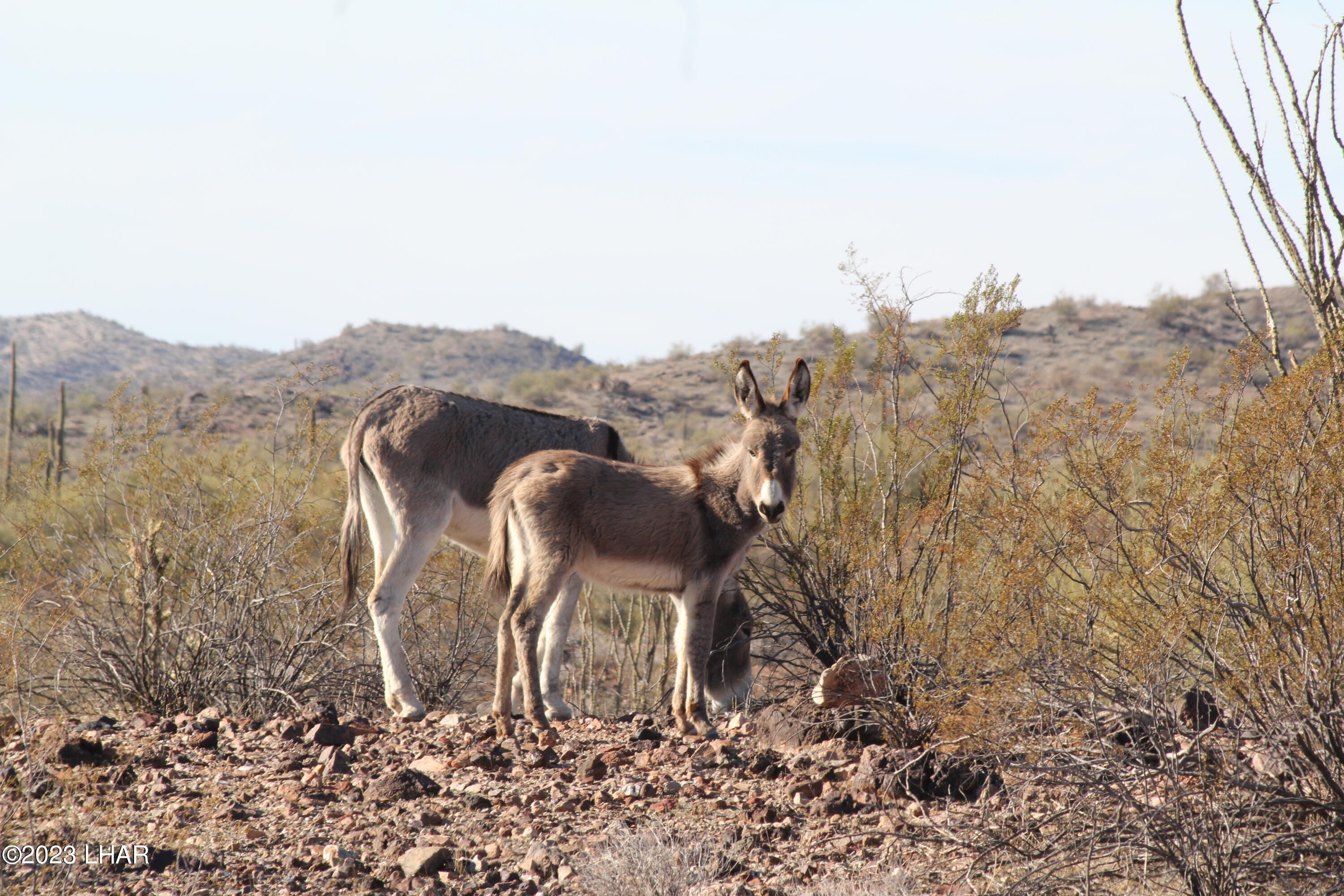 2364 South Gold Mine Road Yucca, AZ 86438 - Photo 12 of 51 Abundant Wildlife