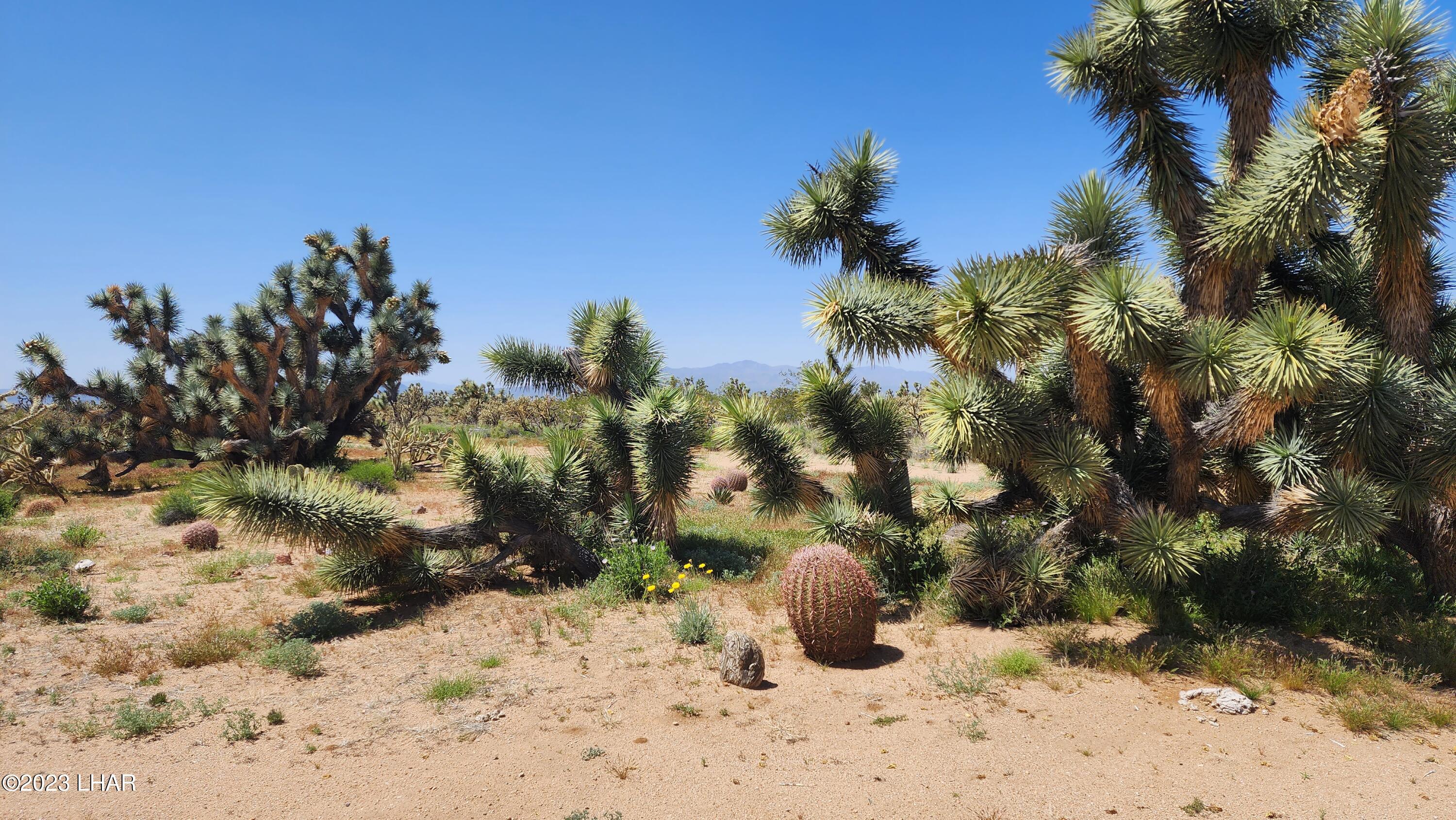 2364 South Gold Mine Road Yucca, AZ 86438 - Photo 13 of 51 20230415_120639